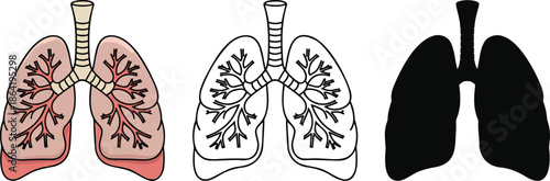 Human lungs silhouette & Outline and illustration set isolated on transparent background