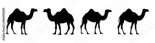 Four camels in a row