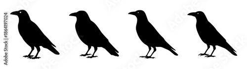 Four blackbirds standing in a row