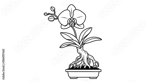 Delicate Orchid Bonsai Plant in Pot with Exposed Roots on Isolated White Background
