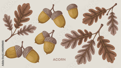 acorns and oak leaves on beige background