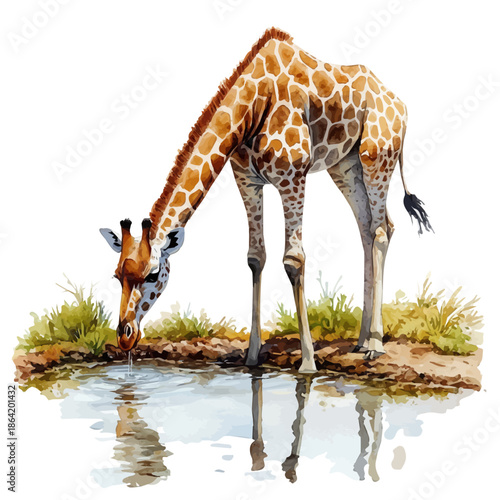 watercolor of Giraffe Bending Down, vector, isolated on a white background.