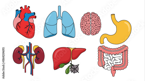Anatomy flat vector illustration of human organs including heart, lungs, brain, stomach, kidneys, liver, and intestines