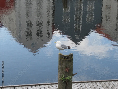 Trondheim, Möwe am Nidelva, mit Spiegelung alter Holzhäuser