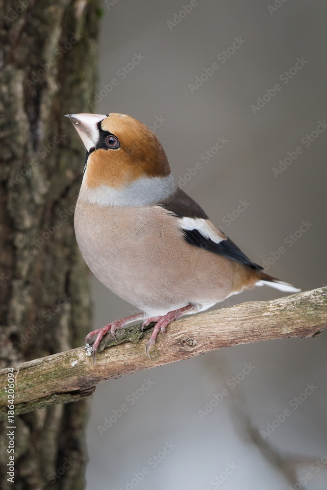 Fototapeta premium Hawfinch (Coccothraustes coccothraustes) adult perched on branch in winter. Common bird in the Czech republic.