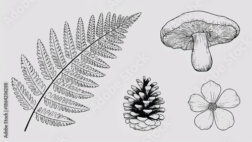 Botanical illustrations of forest elements including fern leaf mushroom pine cone and flower