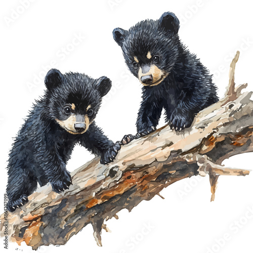 watercolor of Bear Cubs Climbing Playfully, isolated on a white background.