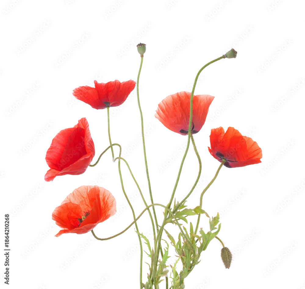 Fototapeta premium Five wild red Poppies isolated on white background.