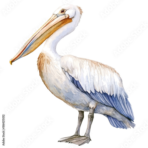 Pelican, watercolor illustration featuring soft shadows and luminous, isolated on a white background.