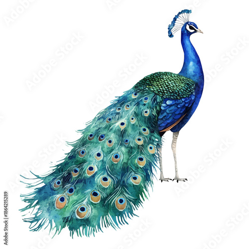 Peacock, watercolor illustration featuring soft shadows and luminous, isolated on a white background.