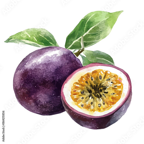 Passionfruit, watercolor clipart showing delicate textures and whimsical forms, isolated on a white background.