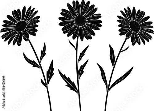 Black daisy flower silhouette vector illustration, chamomile plant icons set, meadow floral botanical elements isolated on white background, garden marguerite blossom clip art. (23 words)