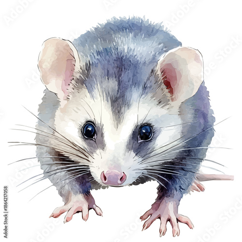 Opossum, watercolor illustration featuring soft shadows and luminous, isolated on a white background.