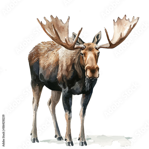Moose, watercolor illustration featuring soft shadows and luminous, isolated on a white background.