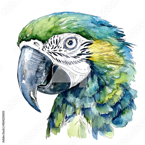 watercolor of Macaw painting, isolated on a white background.