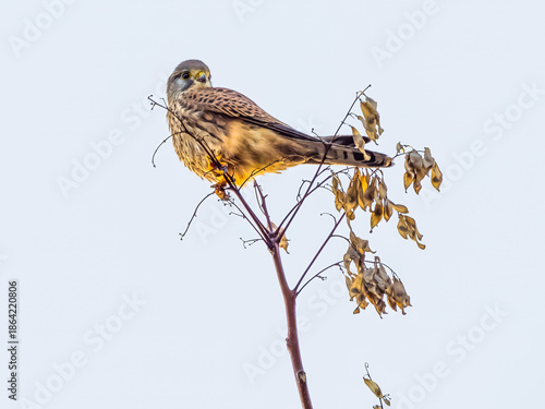 Falcon perching on the tree top among twigs with dry seeds