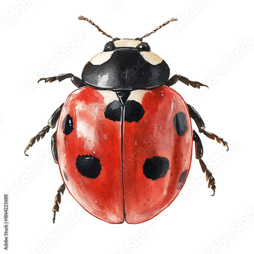 Ladybug, watercolor illustration featuring soft shadows and luminous, isolated on a white background.