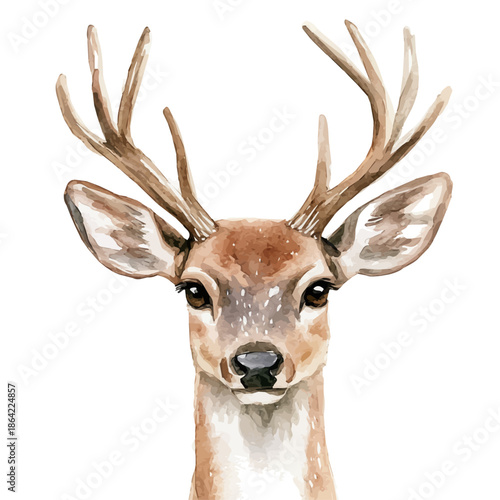 watercolor of Deer draw graphic, isolated on a white background.