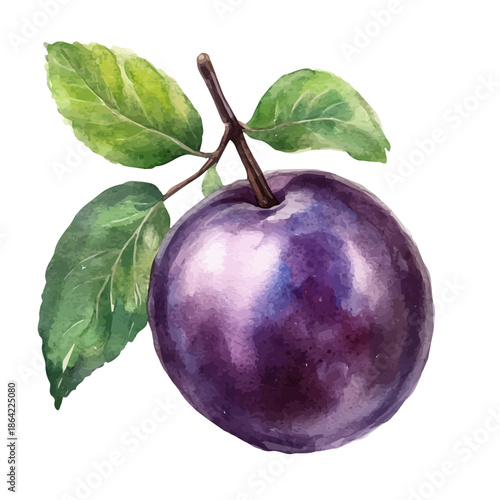Damson, watercolor vector depicting playful antics, isolated on a white background.