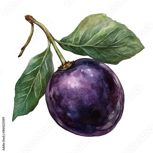 Damson, watercolor illustration featuring soft shadows and luminous, isolated on a white background.