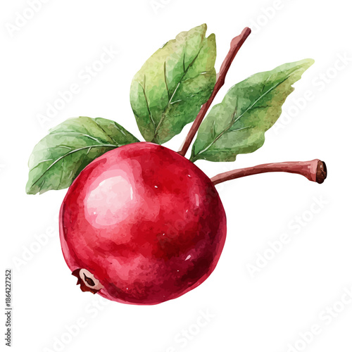 watercolor of Cranberry draw graphic, isolated on a white background.