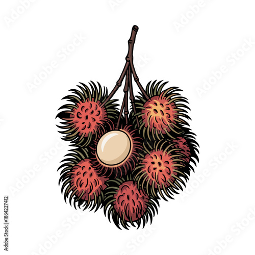 Fresh rambutan fruit bunch vector illustration with hairy red skin and white pulp isolated on white background