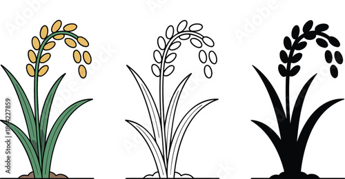 Rice plant silhouette & Outline and illustration set isolated on transparent background