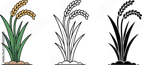 Rice plant silhouette & Outline and illustration set isolated on transparent background