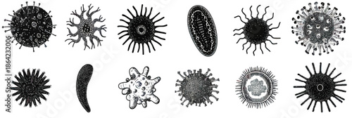 Detailed vector set of diverse black and white bacteria and virus microorganisms icons with varied shapes and structures for scientific design and illustration