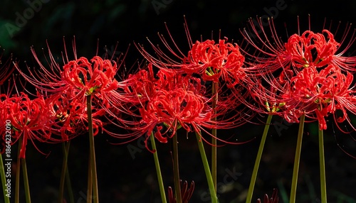 Vibrant Red Spider Lilies in Full Bloom Against a Dark Background.