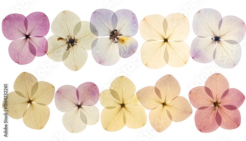Collection of Ten Pressed Hydrangea Flowers in Various Pastel Colors.