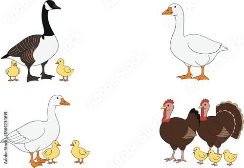 Farm Bird Families Cartoon Vector Set with Goose Duck Turkey and Cute Baby Chicks