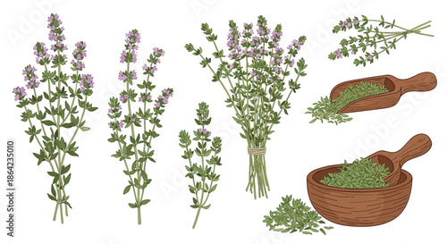 Detailed botanical illustrations of fresh thyme sprigs and dried thyme in a wooden bowl and scoop for culinary and medicinal themes.
