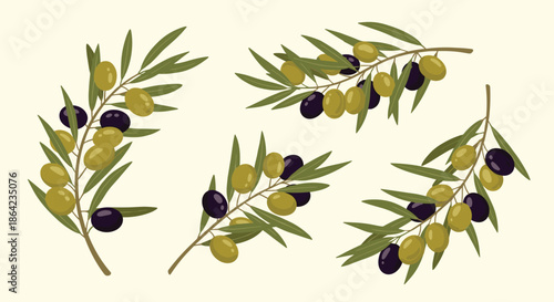 Four different olive branches featuring green and black olives with leaves in a detailed botanical illustration style on a light background.