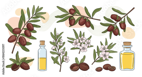 Set of argan plant branches with nuts and bottles of argan oil for beauty, cosmetics, and natural health products marketing designs.