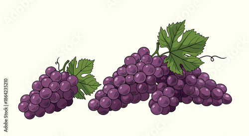 Detailed hand drawn sketches of ripe purple grape bunches with green leaves for wine and vineyard related design projects.