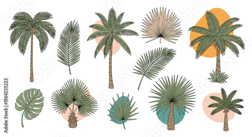 Detailed botanical drawings of various tropical palm trees and exotic fronds for sunny beach and island vacation themes.