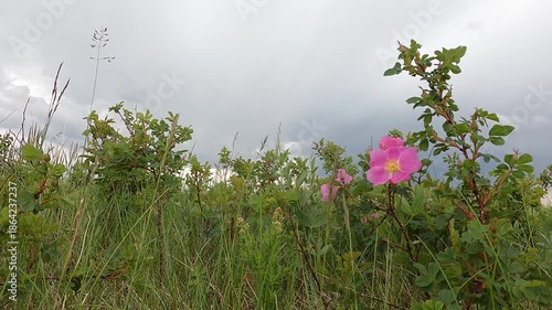 Beautiful close-up footage of vibrant pink wild roses in full bloom, set against a summer cloudy sky. The gentle movement of the flowers and the soft clouds in the background create a romantic scence