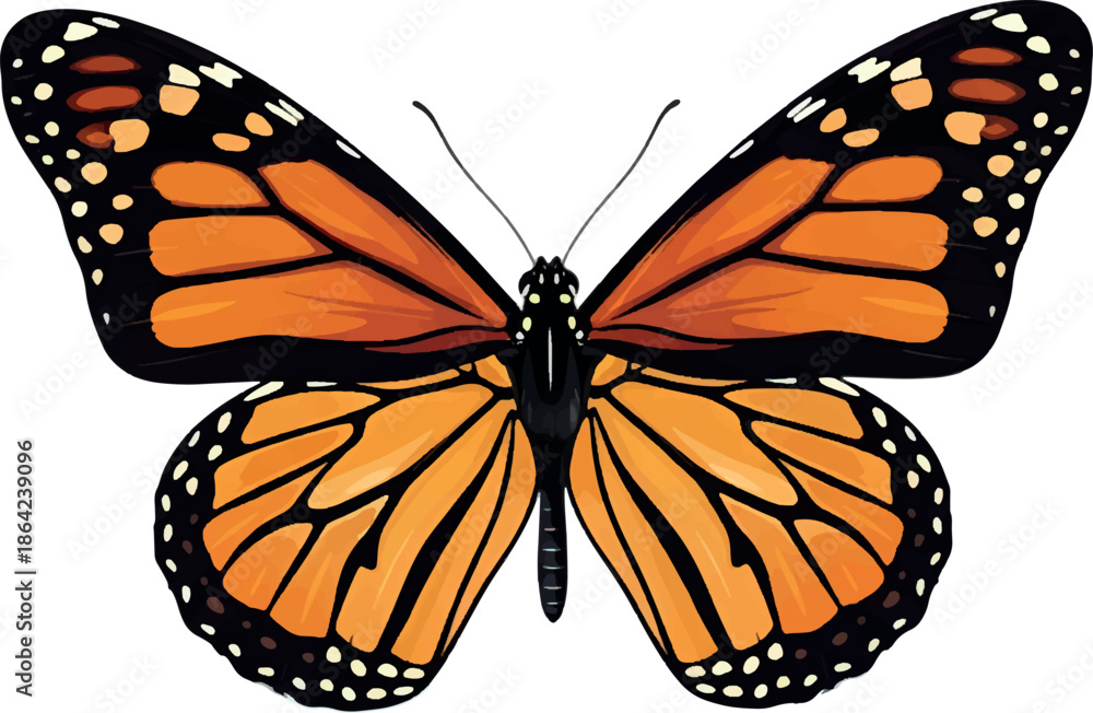 Fototapeta premium Monarch Butterfly Danaus plexippus Orange Butterfly.