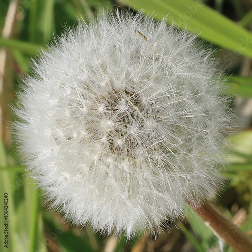 Pissenlit graine