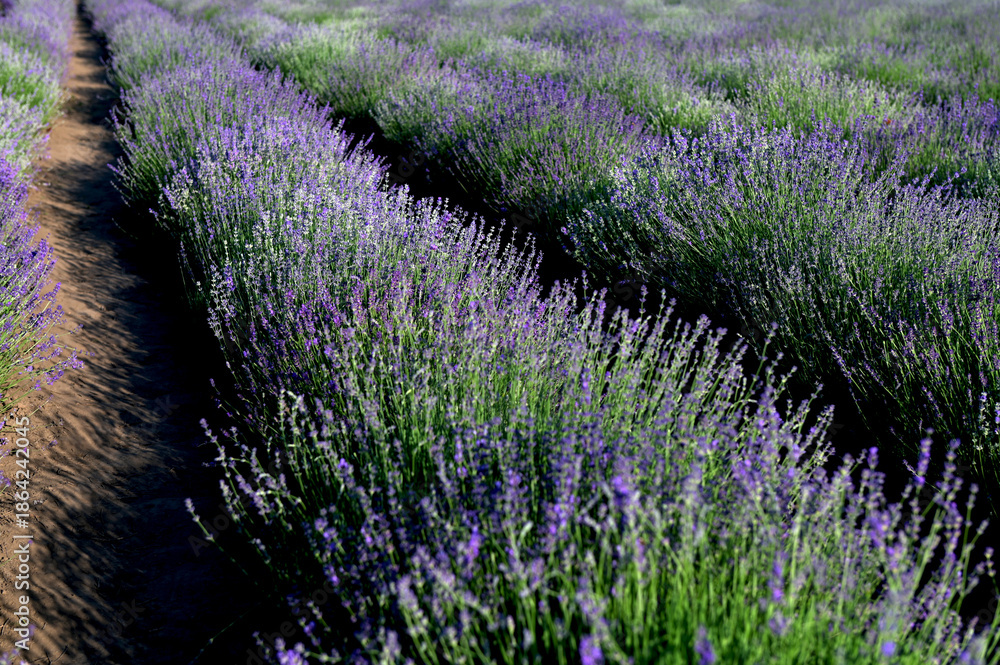 Obraz premium lavender field with tree with cloudy sky
