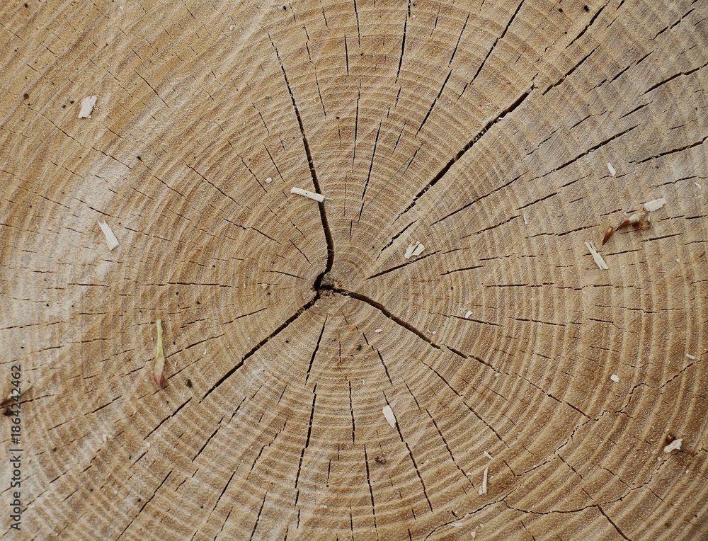 Fototapeta premium L'âge de l'arbre