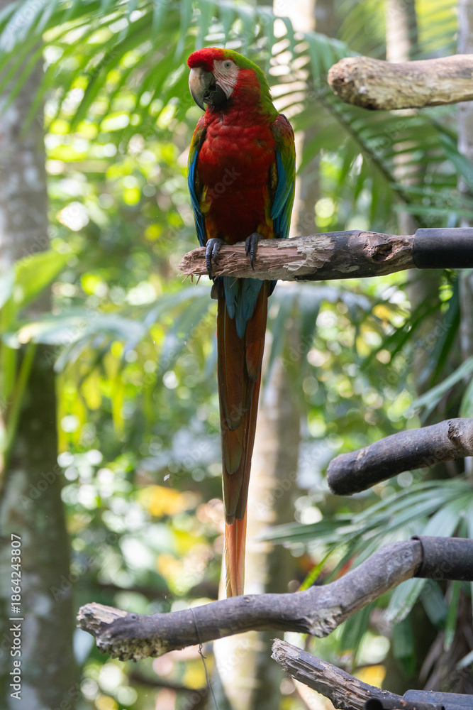 Obraz premium Scarlet Macaw is perched in the tropical rainforests of Costa Rica