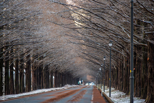 マキノ高原 メタセコイア並木