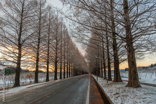 マキノ高原 メタセコイア並木