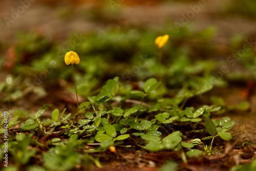 Tapete natural de grama-amendoim com pequenas flores amarelas cobrindo o solo de forma viva e sustentável.