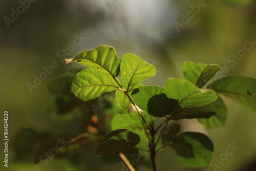 Folhas novas de goiaba crescendo em sistema agroflorestal, iluminada pela luz suave da Mata Atlântica em Paraty.