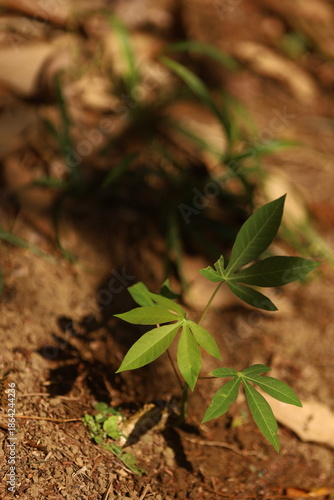 Mandioca jovem brotando na terra, símbolo de cultivo ancestral, resistência e soberania alimentar.