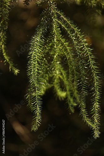 Detalhe das folhas jovens do pinhão, destacando textura, forma e a vitalidade do crescimento inicial da araucária.