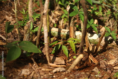 Pequena muda de lichia brotando entre galhos e folhas secas, símbolo de regeneração e cuidado com a terra.